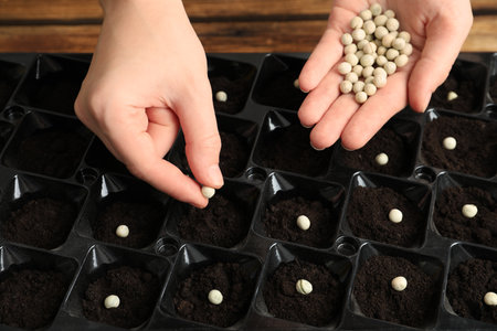 Woman planting soybeans into fertile soil on wooden table, closeup. vegetable seeds