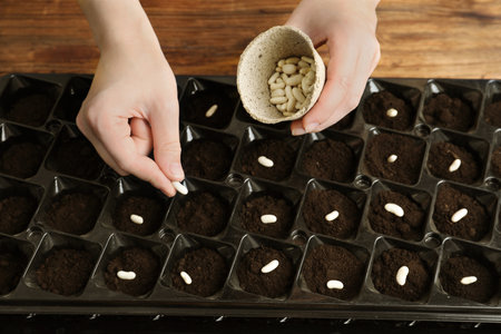 Woman planting beans into fertile soil on wooden table, closeup. vegetable seeds