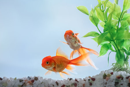 Beautiful bright goldfish in aquarium, closeup viewの素材 [FY310200488531]