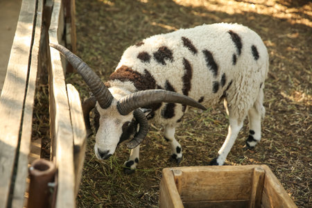 Beautiful Manx Loaghtan sheep in yard. farm animalsの写真素材