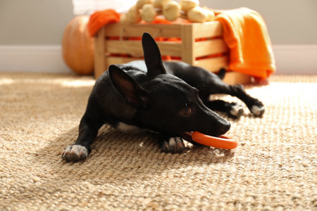 Cute black dog with toy on floor indoors. halloween celebrationの写真素材