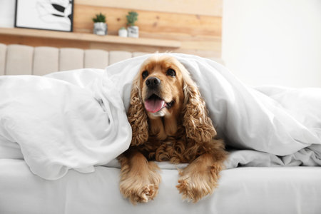Cute English cocker spaniel covered with soft blanket on bedの写真素材