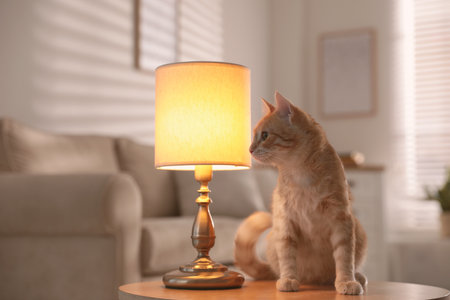 Cute cat sitting on table near lamp at homeの写真素材