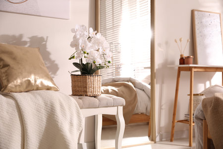 Beautiful room interior with potted white orchidsの写真素材