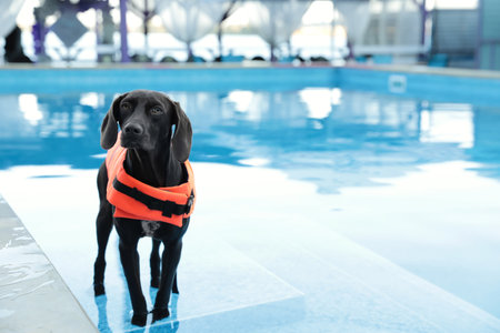 Dog rescuer wearing life vest in swimming pool outdoorsの写真素材