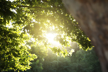 Beautiful tree with green leaves outdoors on sunny dayの写真素材