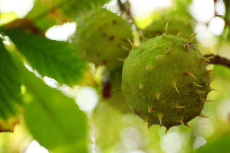 Horse chestnuts growing on tree outdoors, closeupの写真素材