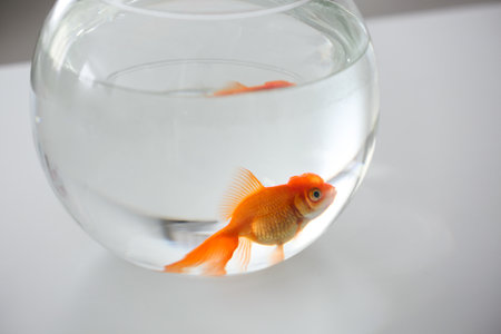 Beautiful bright goldfish in aquarium on tableの写真素材