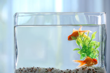 Beautiful bright goldfish in aquarium, closeup viewの写真素材