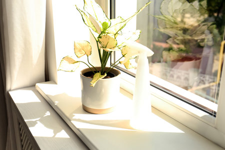 Exotic houseplant with beautiful leaves and sprayer on window sill at homeの写真素材