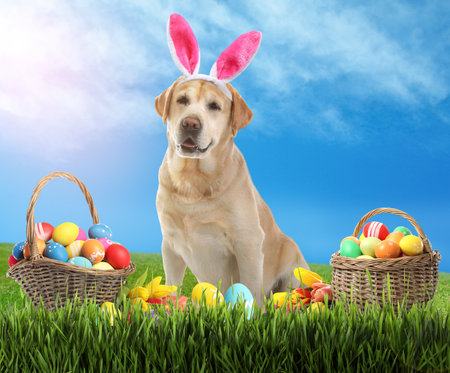 Colorful Easter eggs and cute dog with bunny ears headband outdoorsの写真素材