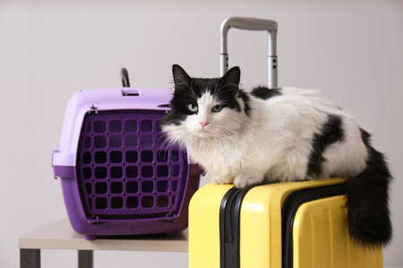 Cute cat sitting on suitcase and pet carrier against light grey backgroundの写真素材