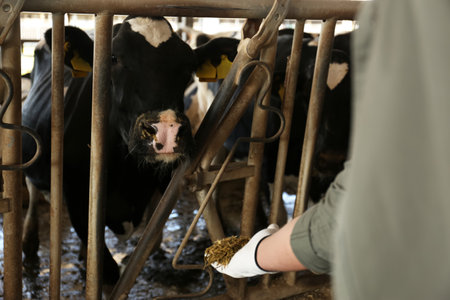Worker feeding cow with hay on farm, closeup. Animal husbandryの写真素材