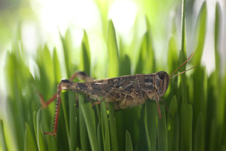 Common grasshopper on green grass outdoors. Wild insectの写真素材
