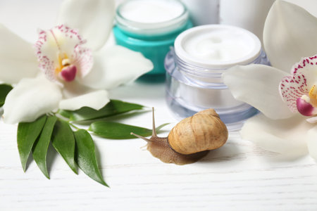 Snail, cream and orchid flowers on white wooden table, closeupの写真素材