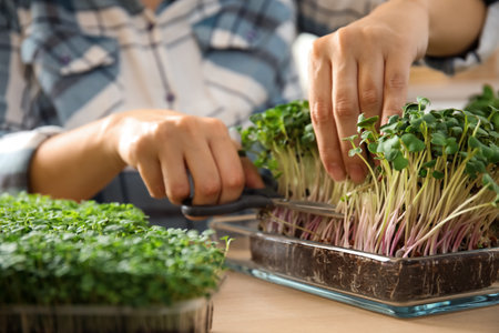 Woman pruning fresh microgreens at wooden table, closeupの写真素材