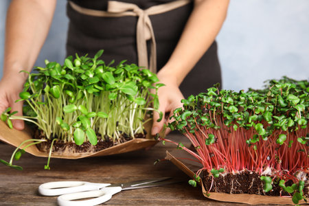 Woman holding fresh microgreens over wooden table, closeupの写真素材