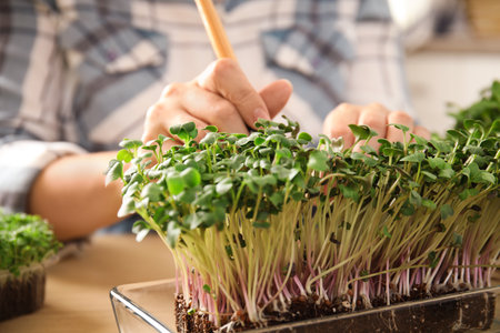 Woman taking care of microgreens at wooden table, closeupの写真素材