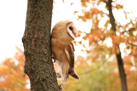 Beautiful common barn owl on tree outdoorsの写真素材