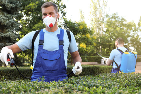 Workers spraying pesticide onto green bush outdoors. pest controlの写真素材