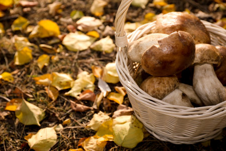 Wicker basket with fresh wild mushrooms in forest, closeupの写真素材