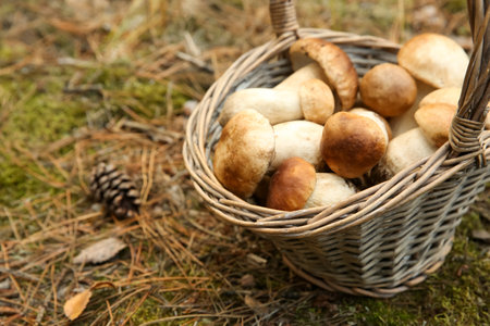 Basket full of fresh porcini mushrooms in forest, closeupの写真素材