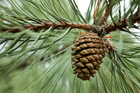 Cone growing on pine branch outdoors, closeupの写真素材