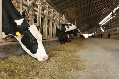 Pretty cow eating hay on farm, space for text. animal husbandryの写真素材