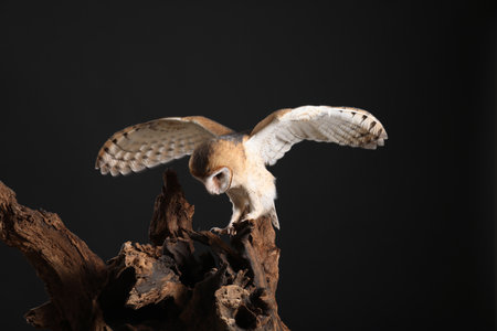 Beautiful common barn owl on tree against black backgroundの写真素材