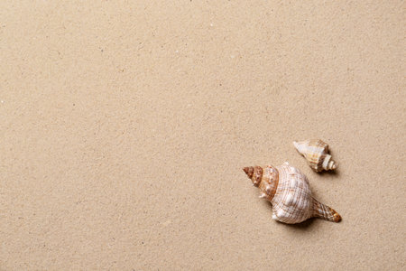 Beautiful seashells and space for text on beach sand, flat lay. summer holidays