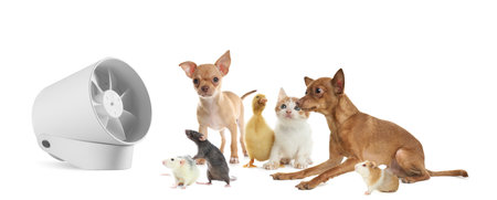 Cute dogs, kitten, guinea pig, rats and duckling near fan on white background, banner design. summer heatの写真素材