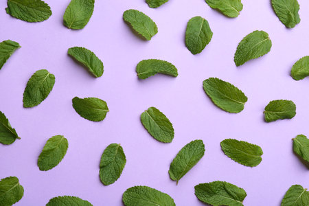 Fresh mint on purple background, flat layの写真素材