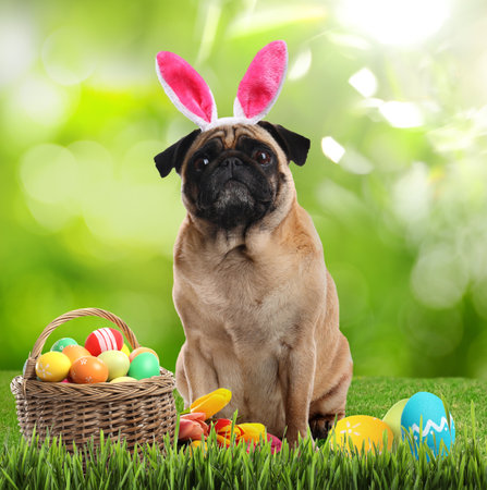 Colorful Easter eggs and cute dog with bunny ears headband outdoorsの写真素材