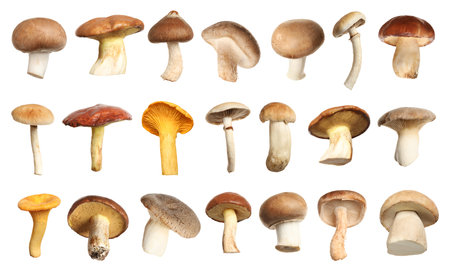 Set of different fresh mushrooms on white backgroundの写真素材