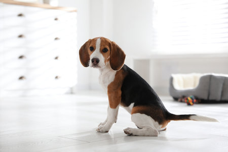 Cute Beagle puppy at home. Adorable petの写真素材