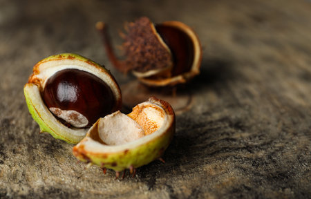 Horse chestnuts on wooden table, closeup view. Space for text