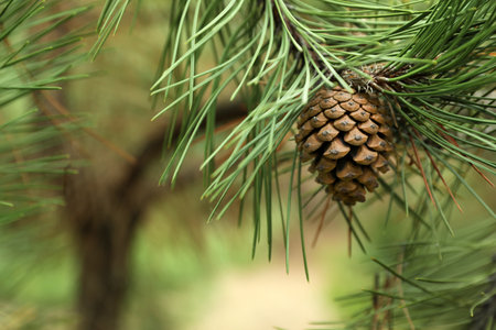 Cone growing on pine branch outdoors, closeupの写真素材