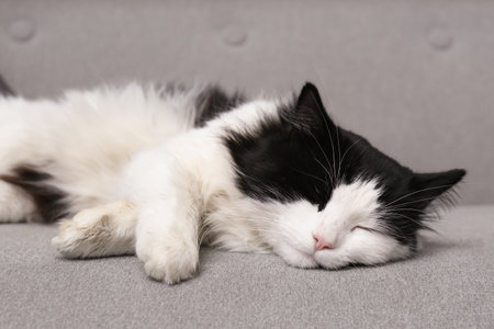 Cute black and white cat sleeping on sofaの写真素材
