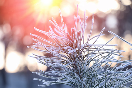 Amazing winter morning. Beautiful conifer tree branch covered with snow, closeup