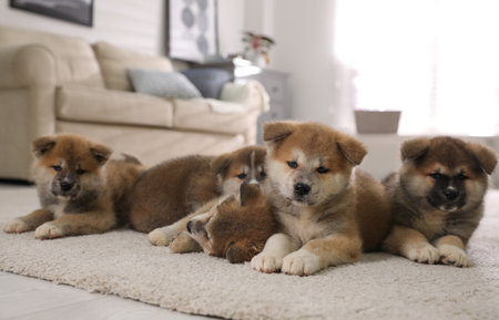 Adorable Akita Inu puppies on carpet indoorsの写真素材
