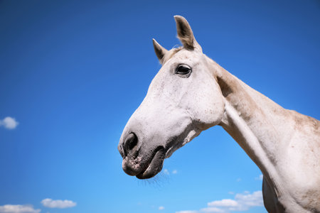 Gray horse outdoors on sunny day, closeup. Beautiful petの写真素材
