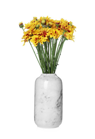 Marble vase with beautiful chrysanthemum flowers isolated on whiteの写真素材