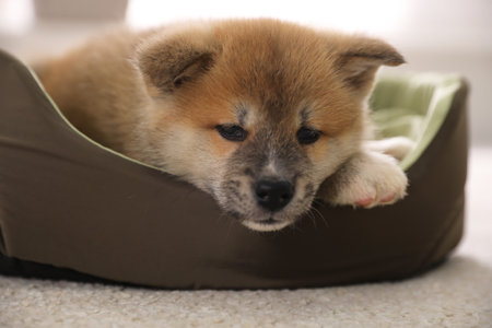 Adorable Akita Inu puppy in dog bed indoors, closeupの写真素材