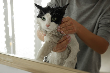 Woman with wet cat near mirror in bathroom, closeupの写真素材