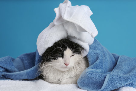 Wet cat wrapped with towels on light blue backgroundの写真素材