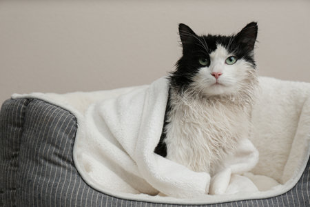 Wet cat wrapped with towel on pet pillow against light gray backgroundの写真素材