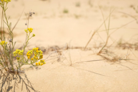 Beautiful yellow flower growing in sandy desert on sunny day. Space for textの写真素材