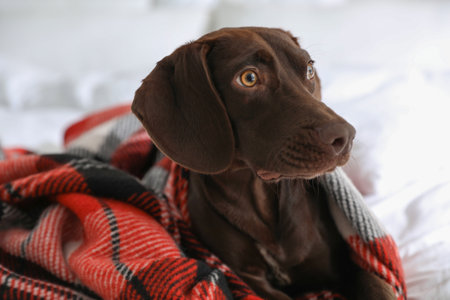 Adorable dog under plaid on bed at home, closeupの写真素材