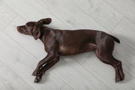 Cute German Shorthaired Pointer dog resting on warm floor, top view. heating systemの写真素材