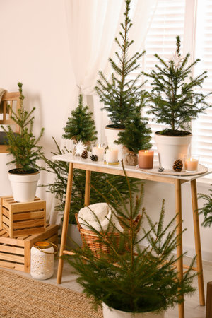 Potted fir trees and Christmas decorations on table near window in room. Stylish interior designの写真素材